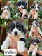 Chiots corgis portee occasionnelle 💕