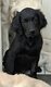Chiots croisés Golden Retriever Setter Anglais