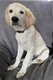 Chiot croisé Golden Retriever Setter Anglais