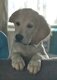Chiot croisé Golden Retriever Setter Anglais