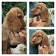 Magnifiques femelles cocker anglais disponible de...