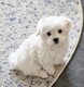 Bichon maltais