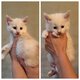 Chatons Maine Coon