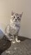 Chatons Maine Coon