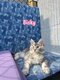 4 Magnifiques femelles Maine Coon