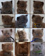 British Shorthair Chocolate - Cinnamon - Fawn