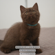 British Shorthair Chocolate - Cinnamon