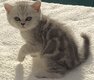 5 magnifiques chatons Scottish Straight