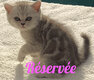 5 magnifiques chatons Scottish Straight