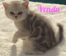 1 magnifique chaton Scottish Straight (Dernier...