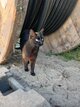 Jeune chatte à donner