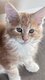 Maincoon champion du monde