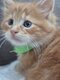 Maincoon champion du monde