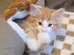 Ravissant chaton Norvégien