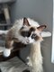 Magnifiques chatons de type Ragdoll ( Bicolor )...