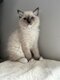Magnifiques chatons de type Ragdoll ( Bicolor )...