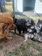 Spitz Allemand