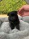 Magnifiques chiots Spitz Allemand