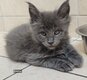 D'adorables Bébés attendent leur nouvelle...