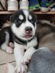 Superbes chiots husky