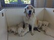 Chiots Golden Retriever - pedigree st-Hubert...