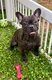 Bouledogue français chiots