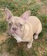 Bouledogue français chiots