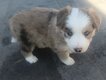 Chiots border collie