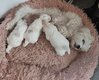 Bichon maltais à vendre
