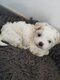 Bichon maltais à vendre