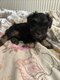 4 schnauzer nains dispo le 5 septembre