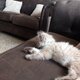 Salie maine coon