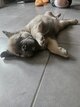 Bouledogue francais fluffy