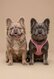 Bouledogue francais fluffy