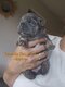 Bouledogue francais fluffy