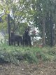 Couple de dobermann