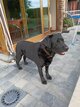 Très gentil labrador noir de 8 ans à donner