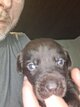 Labrador chocolat de race