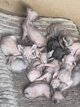 Sphynx