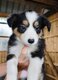 Chiots Border collies tricolores