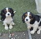 Superbes Cavaliers King Charles Tricolore