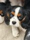 Superbes Cavaliers King Charles Tricolore