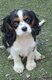 Superbes Cavaliers King Charles Tricolore