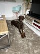 Dobermann [cherche] maître disponible au...
