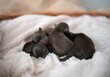Chiots Yorkshire Terrier chocolat...