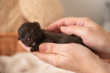 Chiots Yorkshire Terrier chocolat...