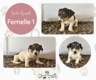 5 magnifiques chiots Jack Russell élevés en...