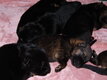 Chiot Berger allemand pure race