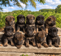 Chiot Berger allemand pure race