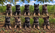 Chiot Berger allemand pure race